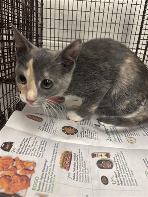 Adoptable Cat