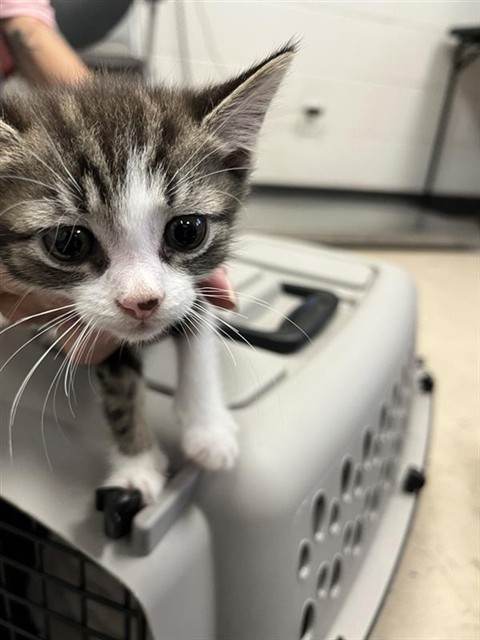 Adoptable Cat