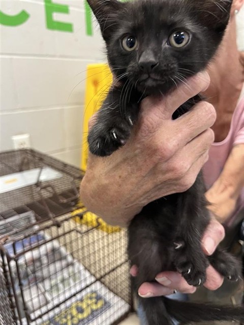 Adoptable Cat