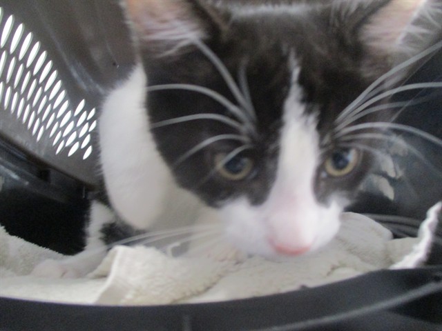 Adoptable Cat