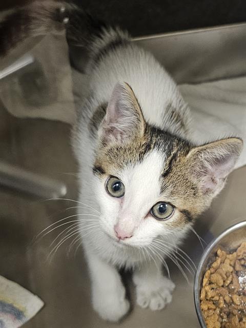 Domino