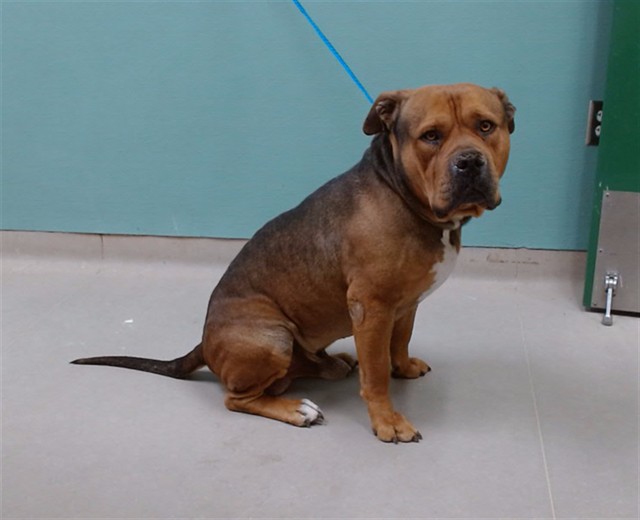 Adoptable Dog