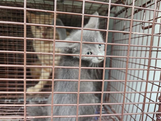 Adoptable Cat