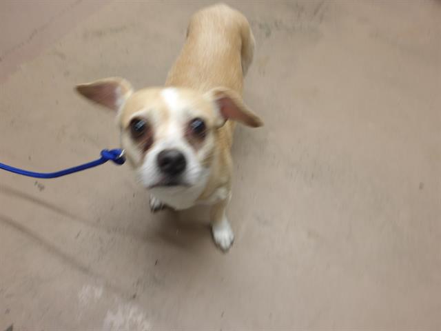 Adoptable Dog