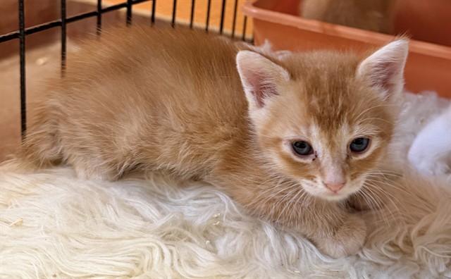 Adoptable Cat