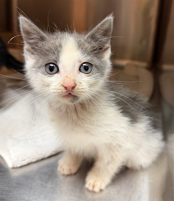 Adoptable Cat