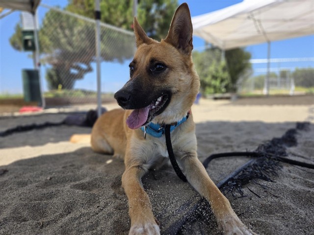 Zorra
