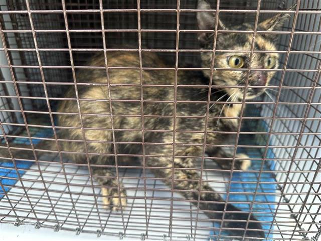 Adoptable Cat