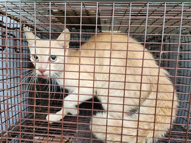 Adoptable Cat