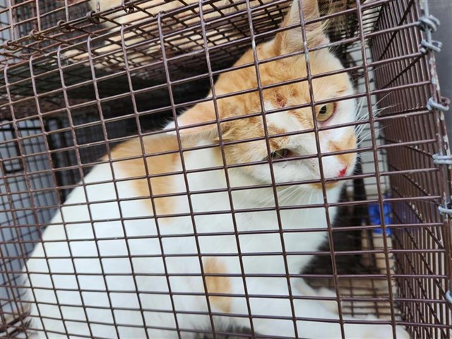 Adoptable Cat