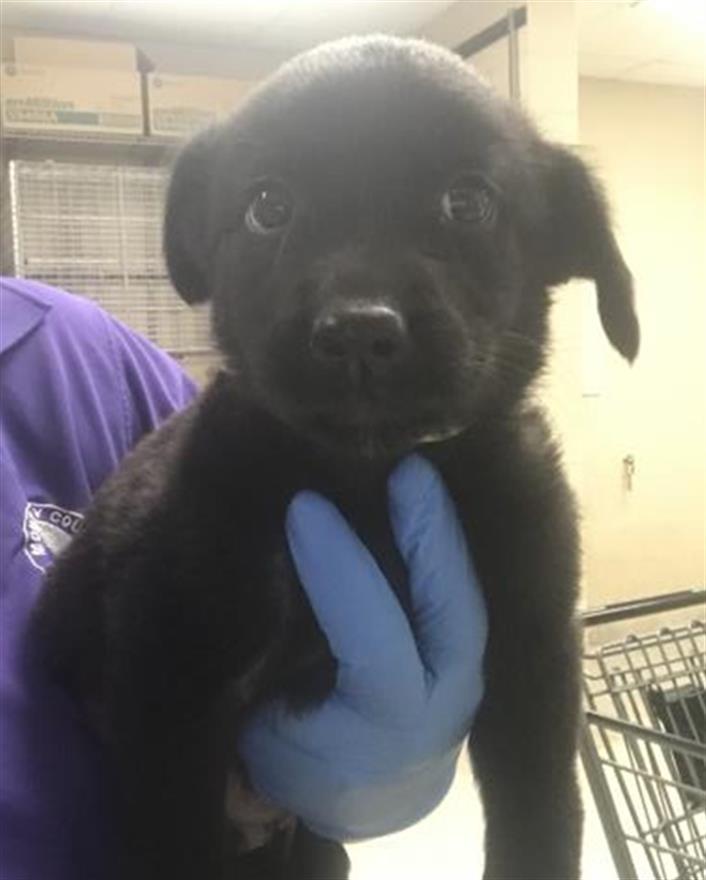 Adoptable Dog