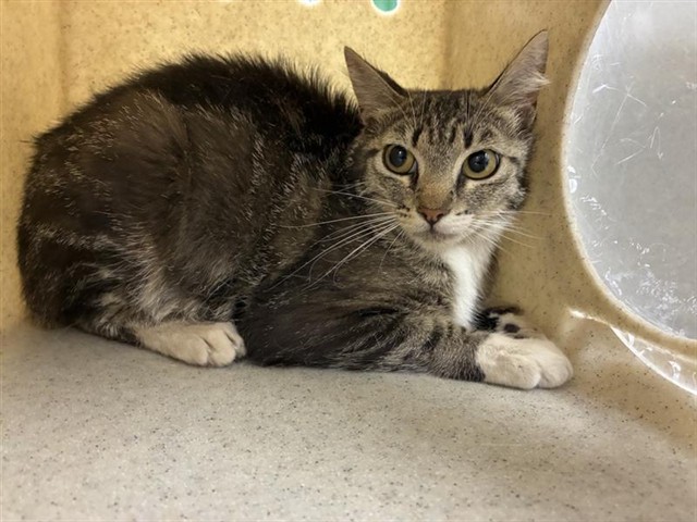 Adoptable Cat