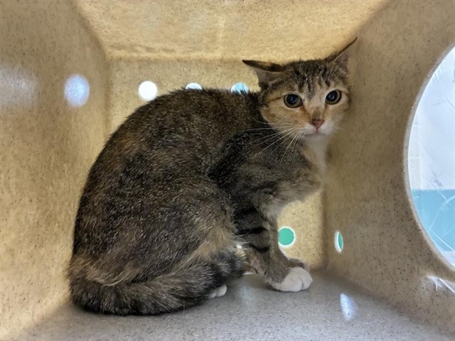 Adoptable Cat
