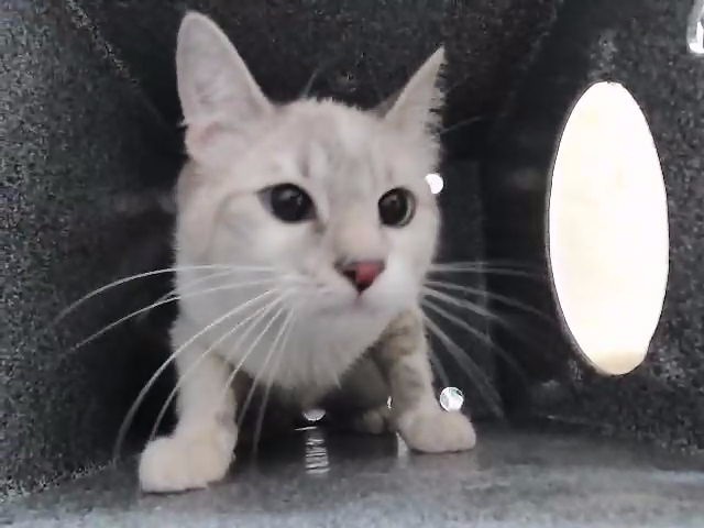 Adoptable Cat