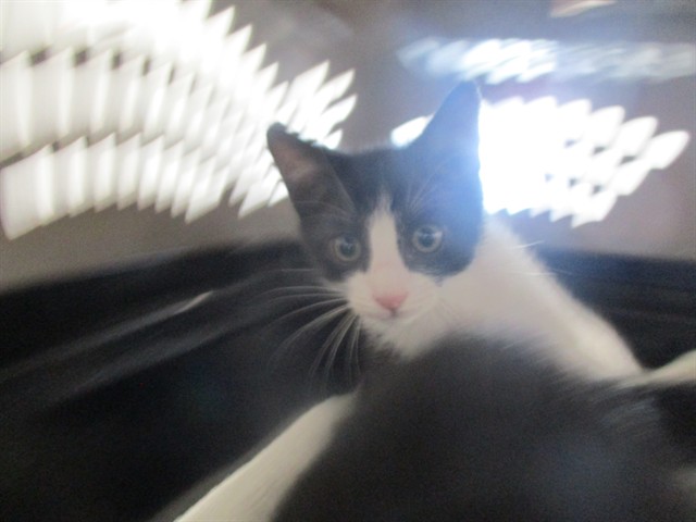 Adoptable Cat