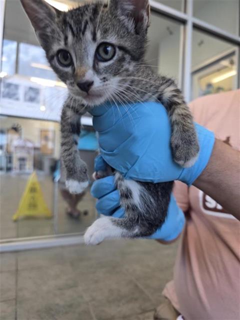Kitty1