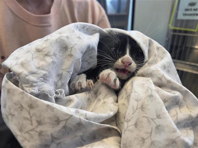 Kitty4