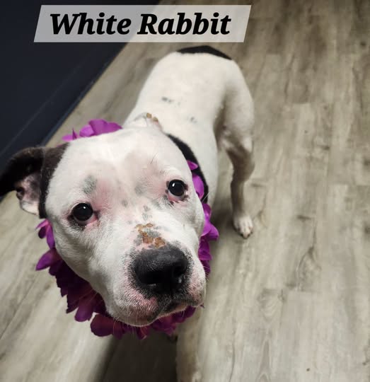 White Rabbit