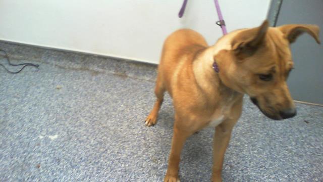 Adoptable Dog