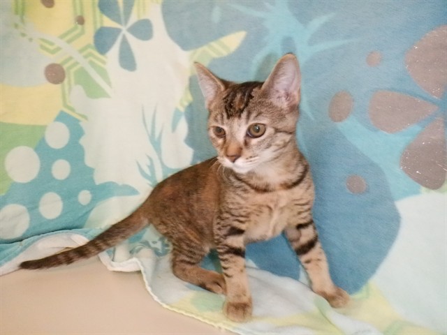 Adoptable Cat
