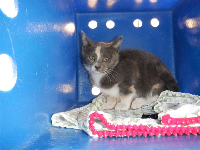 Adoptable Cat