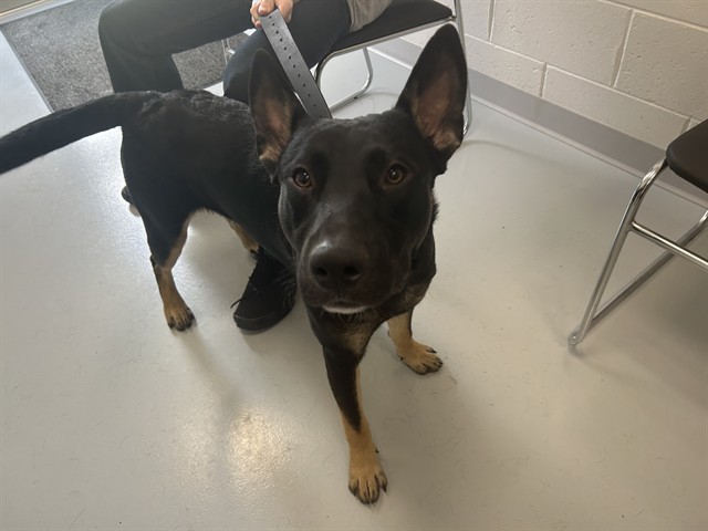 Adoptable Dog