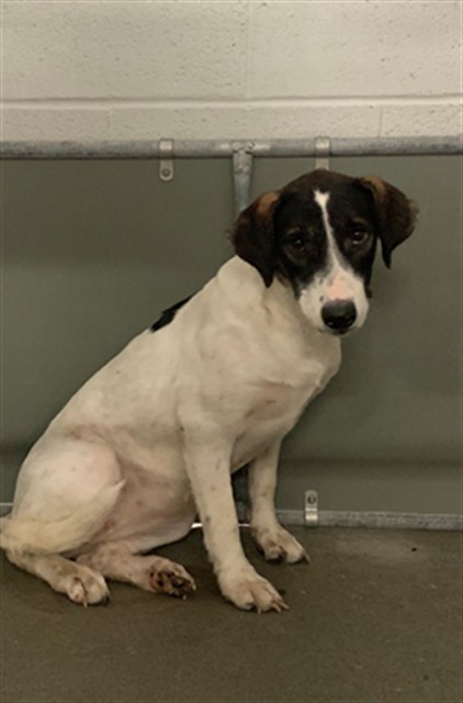Adoptable Dog