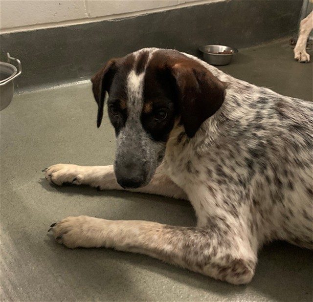 Adoptable Dog