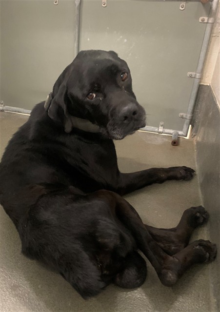 Adoptable Dog