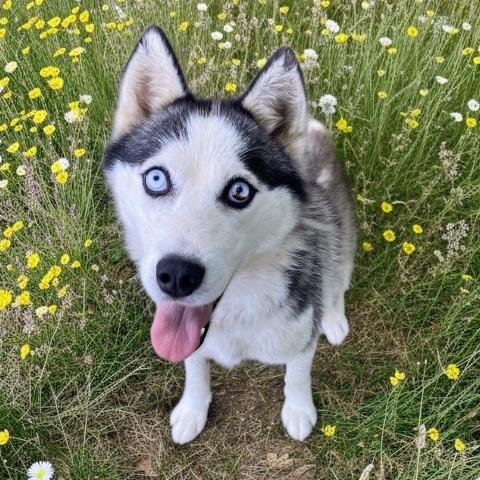 Enya