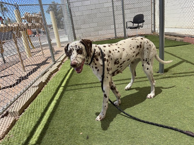 Dottie