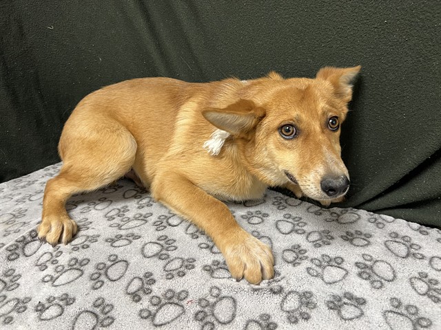 Panchito