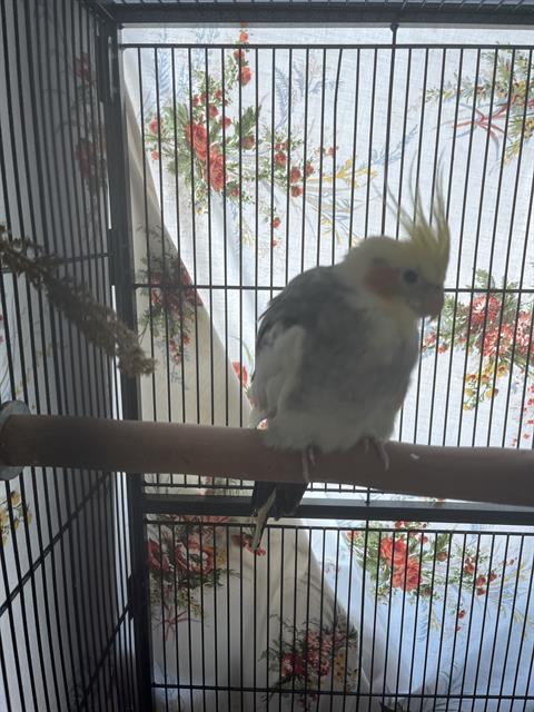 Nova