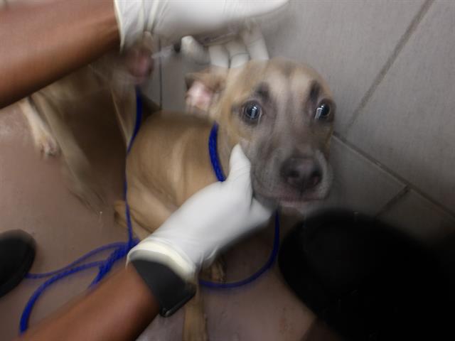 Adoptable Dog