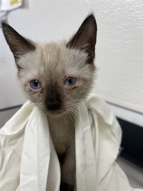Adoptable Cat
