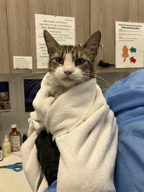 Adoptable Cat