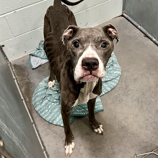 Adoptable Dog