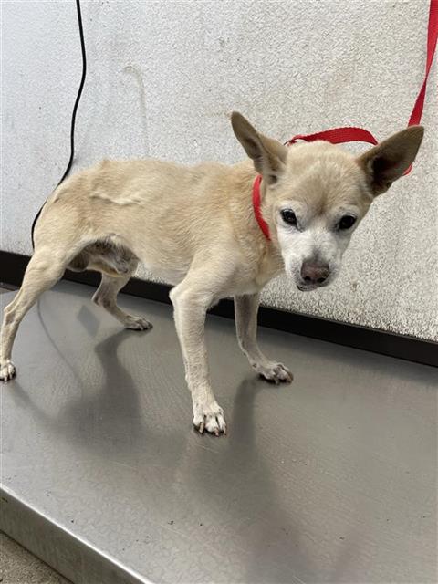 Adoptable Dog