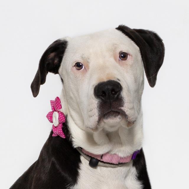 Josie