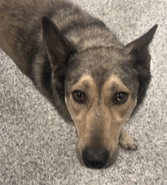 Lulu