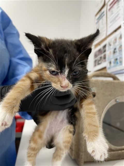 Adoptable Cat