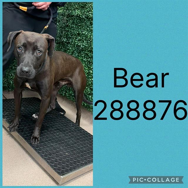 Bear