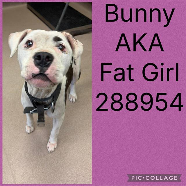 Bunny Aka Fat Girl