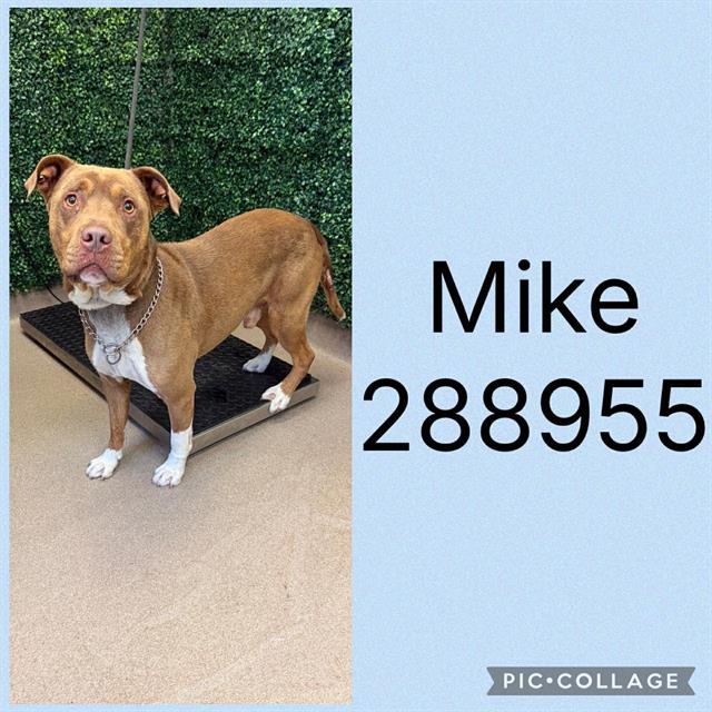 Mike
