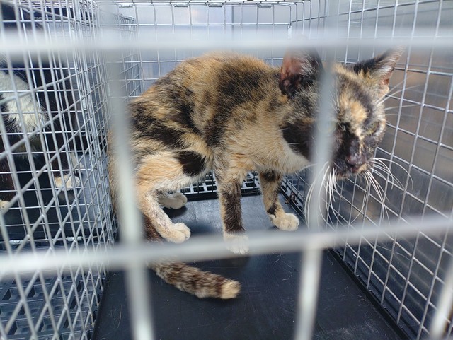 Adoptable Cat