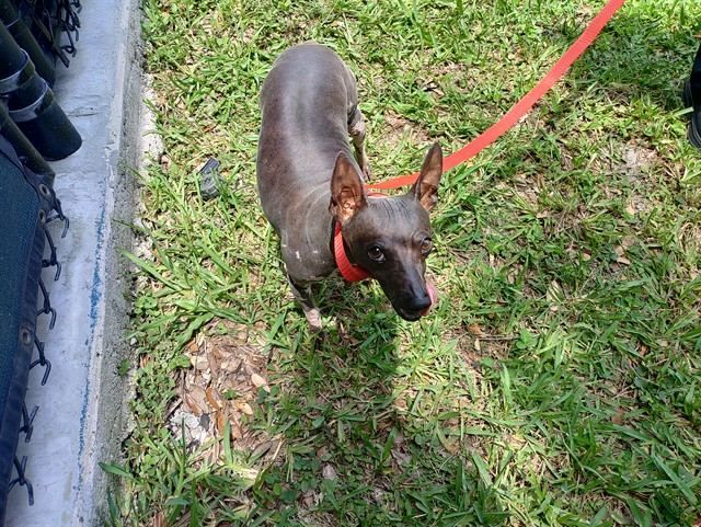 Adoptable Dog