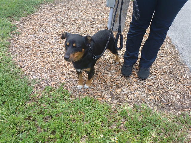 Adoptable Dog