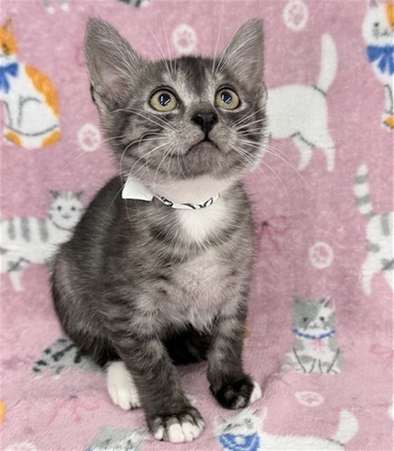 Shiva