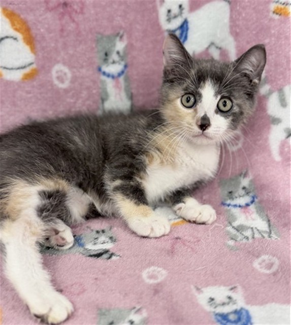 Adoptable Cat