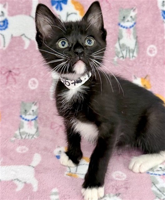 Adoptable Cat